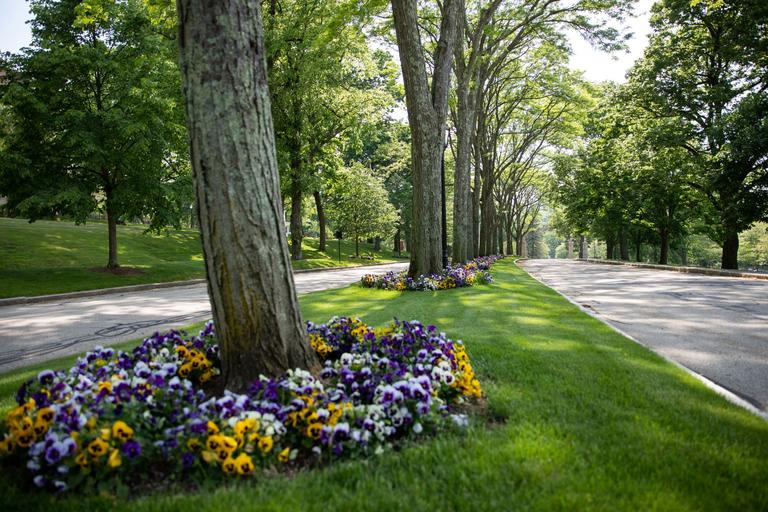 A road divided by a grassy median with multiple trees and flowers planted around them.