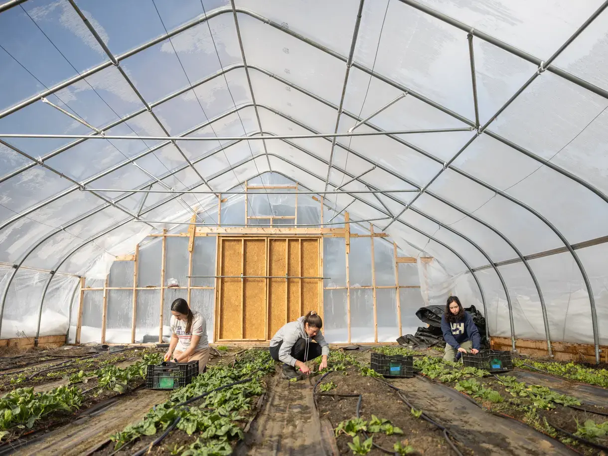 Students plant in a greenhouse at Sun Moon Farm
