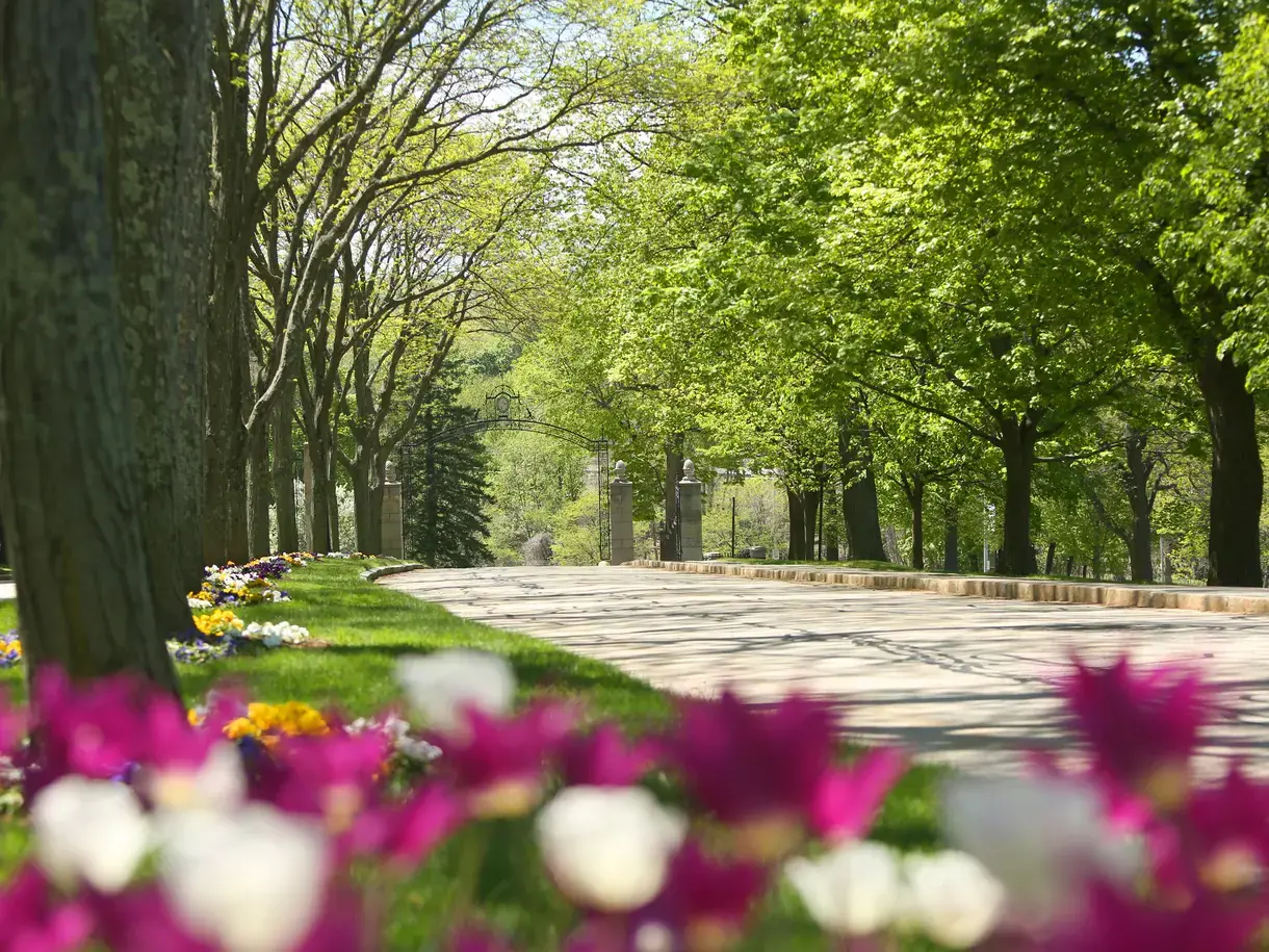 Rack focus shot of tulips out of focus in the foreground with trees and the roadway leading to a campus exit in the background.