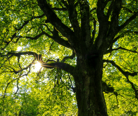 a tree with green leaves