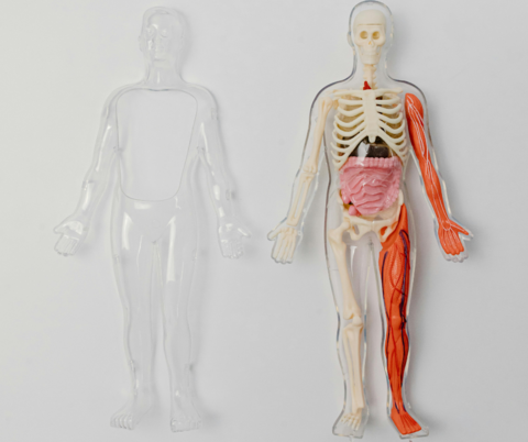 a human body toy